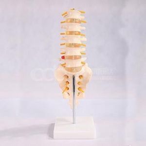 BIX-A1018 Guide: Teaching Lumbar Spine Anatomy with a Life-Size Vertebrae Model