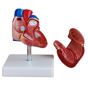 ADA-307B Heart Model: Valves, Chambers, Aorta