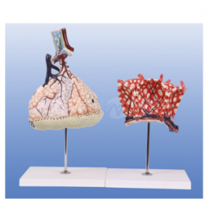 BIX-A1069 Alveolar Model: What 25 Parts Show