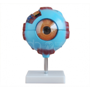 BIX-A1061 6X Eyeball Model: Review for Teachers