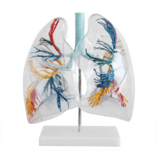 BIX-A1074 2X Lung Segment Model: Teacher's Review