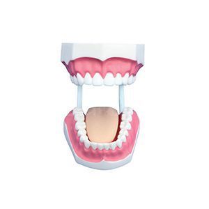 ADA-403C 32-Tooth Model: A 20-Minute Brush Lesson