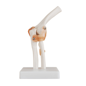 BIX-A1026 Elbow Joint Model: Teaching Rotation