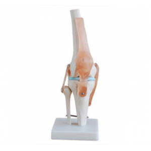BIX-A1025 Knee Joint Model vs Elbow and Foot