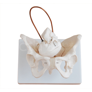 BIX-A1038 Pelvis with Fetal Skull: Buying Checklist