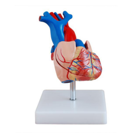 2-Part or 4X Heart Model? Choosing for Your Course