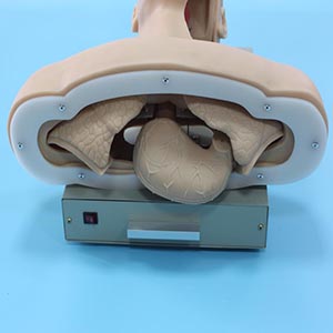 Advanced tracheal intubation training model