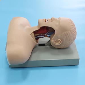 Tracheal intubation training model