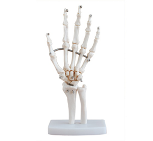 Hand joint model