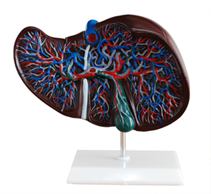 Liver anatomical model