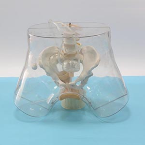 Transparent curettage model