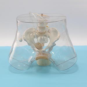 medical gynecological model