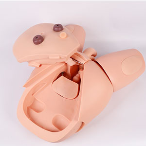 Male catheterization model