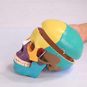 Color skull model