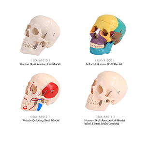 skull model