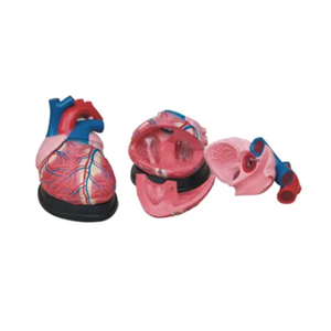 Anatomical heart model
